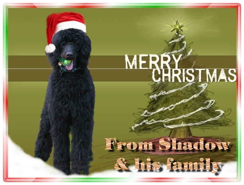 Name:  shadow-christmas-card-3.jpg
Views: 2761
Size:  291.5 KB