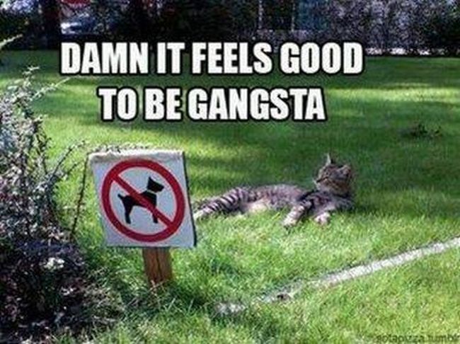 Name:  Gangsta_Cat1.jpg
Views: 2210
Size:  72.7 KB