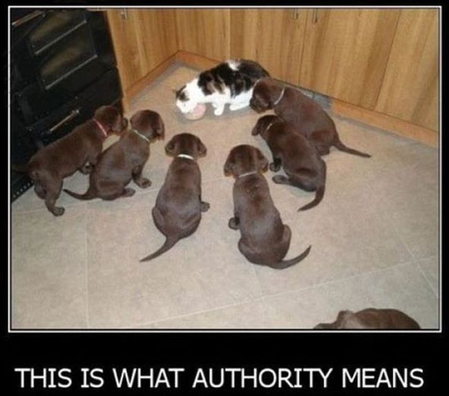 Name:  Authority.jpg
Views: 2239
Size:  47.9 KB