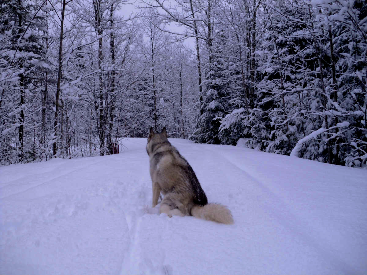 Name:  Snow dog. (1).jpg
Views: 2924
Size:  424.9 KB