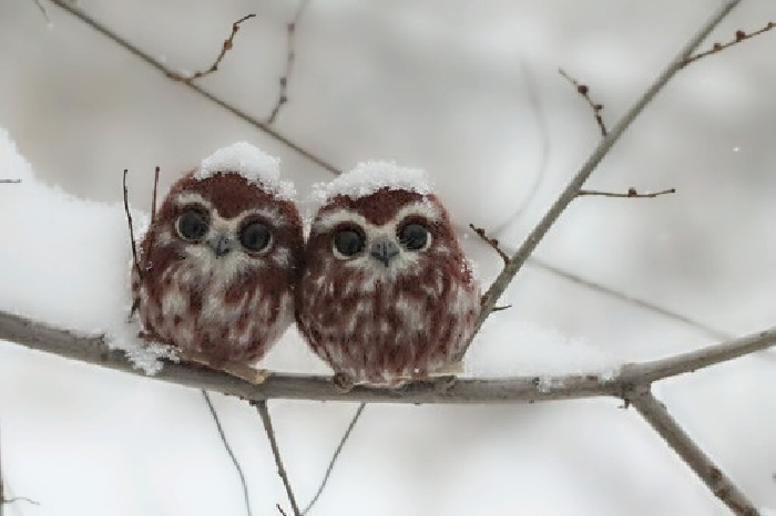 Name:  Owls..jpg
Views: 943
Size:  91.4 KB