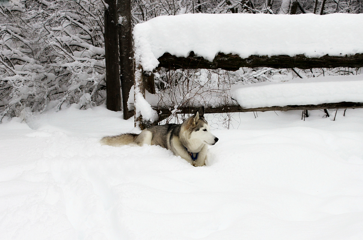 Name:  Talii in the snow..JPG
Views: 1288
Size:  614.0 KB