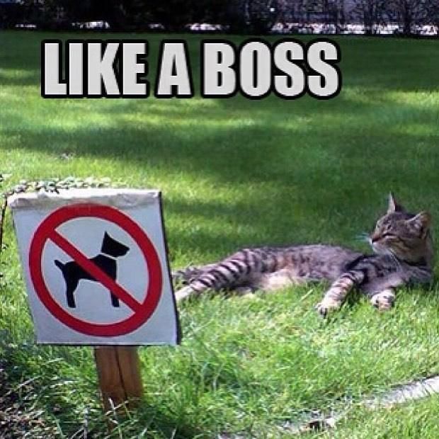 Name:  Cat_Boss.jpg
Views: 1165
Size:  75.4 KB