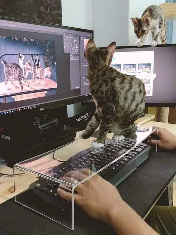 Name:  Cat_Keyboard.jpg
Views: 1285
Size:  48.8 KB