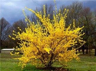 Name:  forsythia.jpg
Views: 884
Size:  23.5 KB