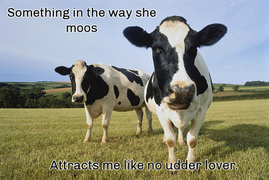 Name:  Cows. (1).jpg
Views: 951
Size:  247.6 KB