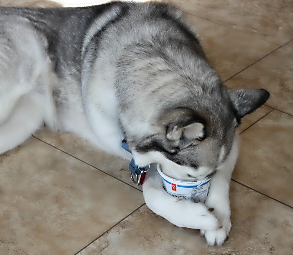 Name:  Yogurt.JPG
Views: 873
Size:  193.2 KB