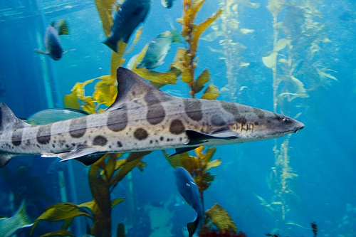 Name:  leopard shark.jpg
Views: 962
Size:  106.8 KB