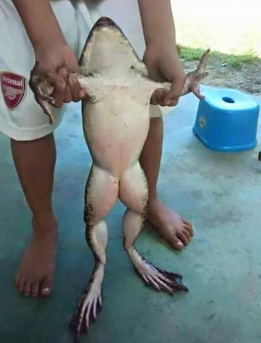 Name:  Frog..jpg
Views: 543
Size:  83.0 KB