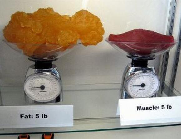 Name:  Fat and muscle..jpg
Views: 6318
Size:  27.6 KB