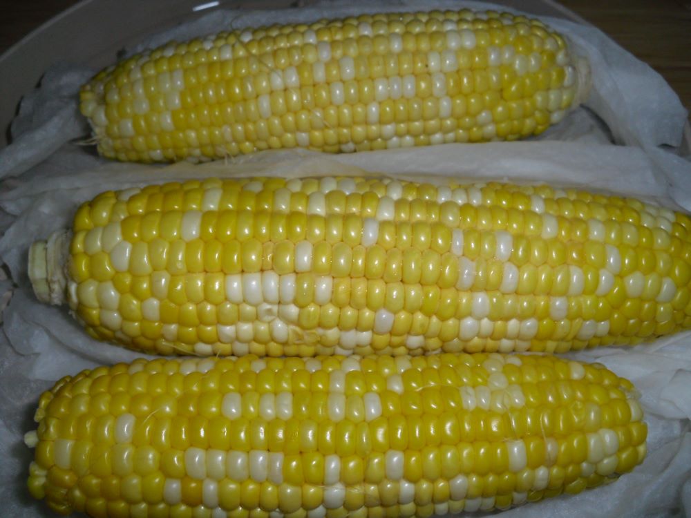 Name:  Corn 1.JPG
Views: 772
Size:  94.5 KB