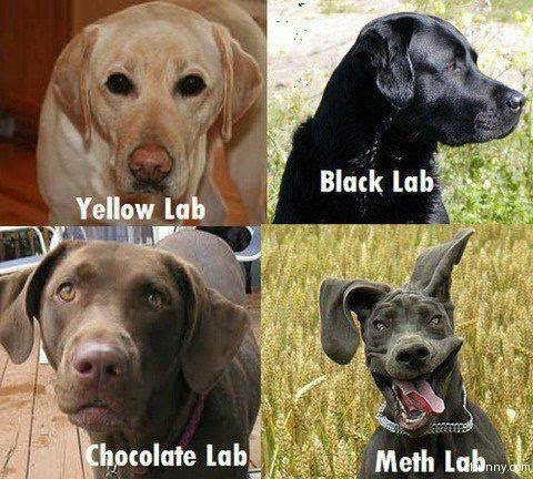 Name:  meth-lab-dog.png
Views: 1045
Size:  495.1 KB