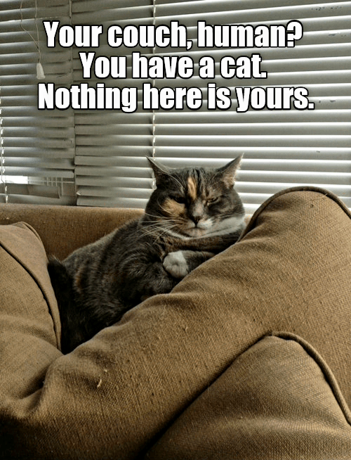 Name:  Cat_Couch.png
Views: 895
Size:  601.2 KB