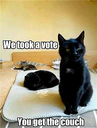 Name:  Cat_Vote.jpg
Views: 971
Size:  47.8 KB