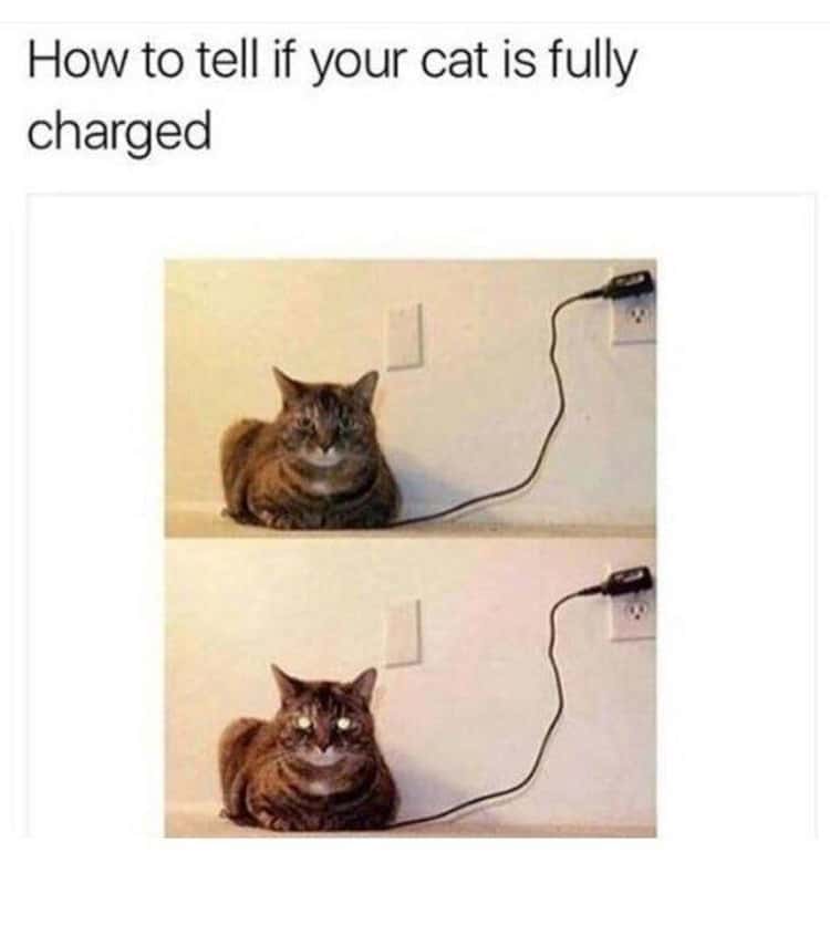 Name:  Cat_Recharge.jpeg
Views: 960
Size:  21.1 KB