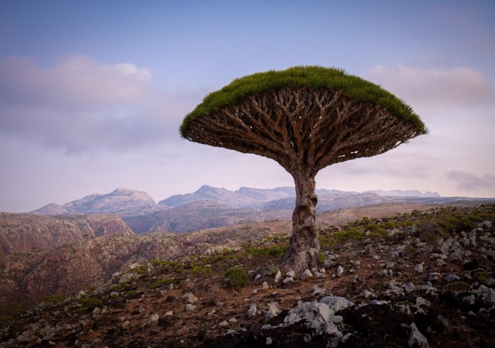 Name:  A Dragon Blood Tree Socotra Island, Yemen.jpg
Views: 6106
Size:  401.8 KB