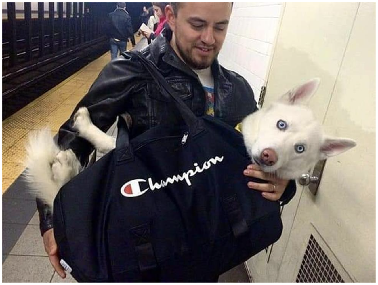 Name:  dog-subway.png
Views: 2955
Size:  1.81 MB