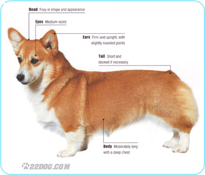 Name:  Welsh-Corgi-Pembroke.jpg
Views: 295
Size:  26.4 KB