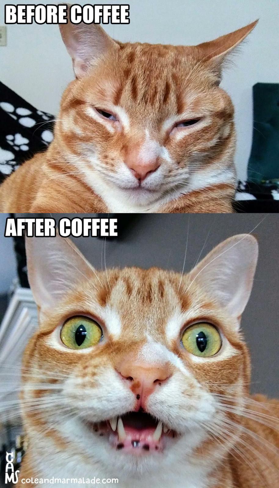 Name:  Coffee_Cat.jpg
Views: 877
Size:  207.5 KB