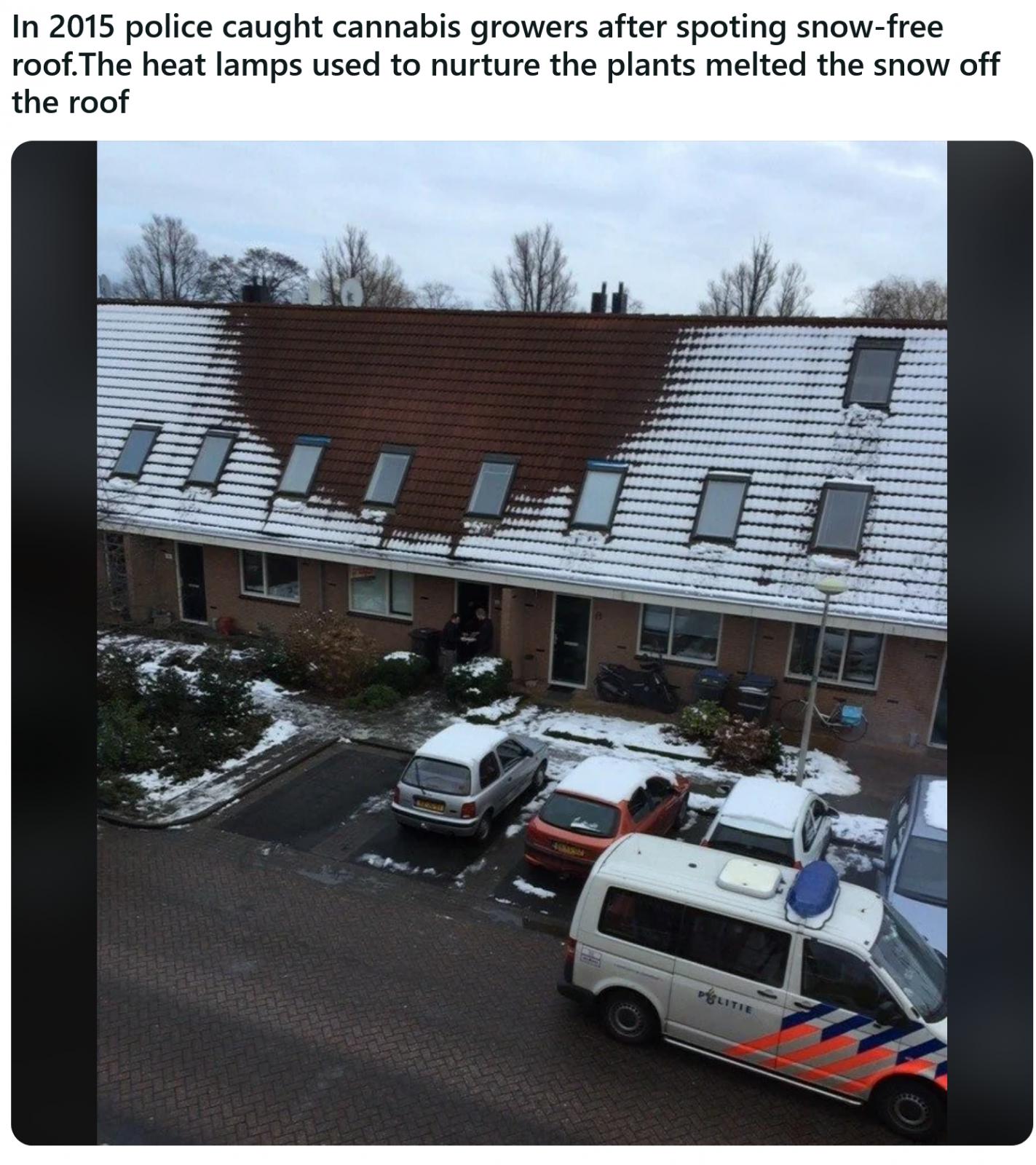 Name:  Weed_Roof_NL.jpg
Views: 701
Size:  257.9 KB