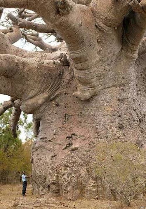 Name:  Baobab tree..jpg
Views: 162
Size:  100.8 KB