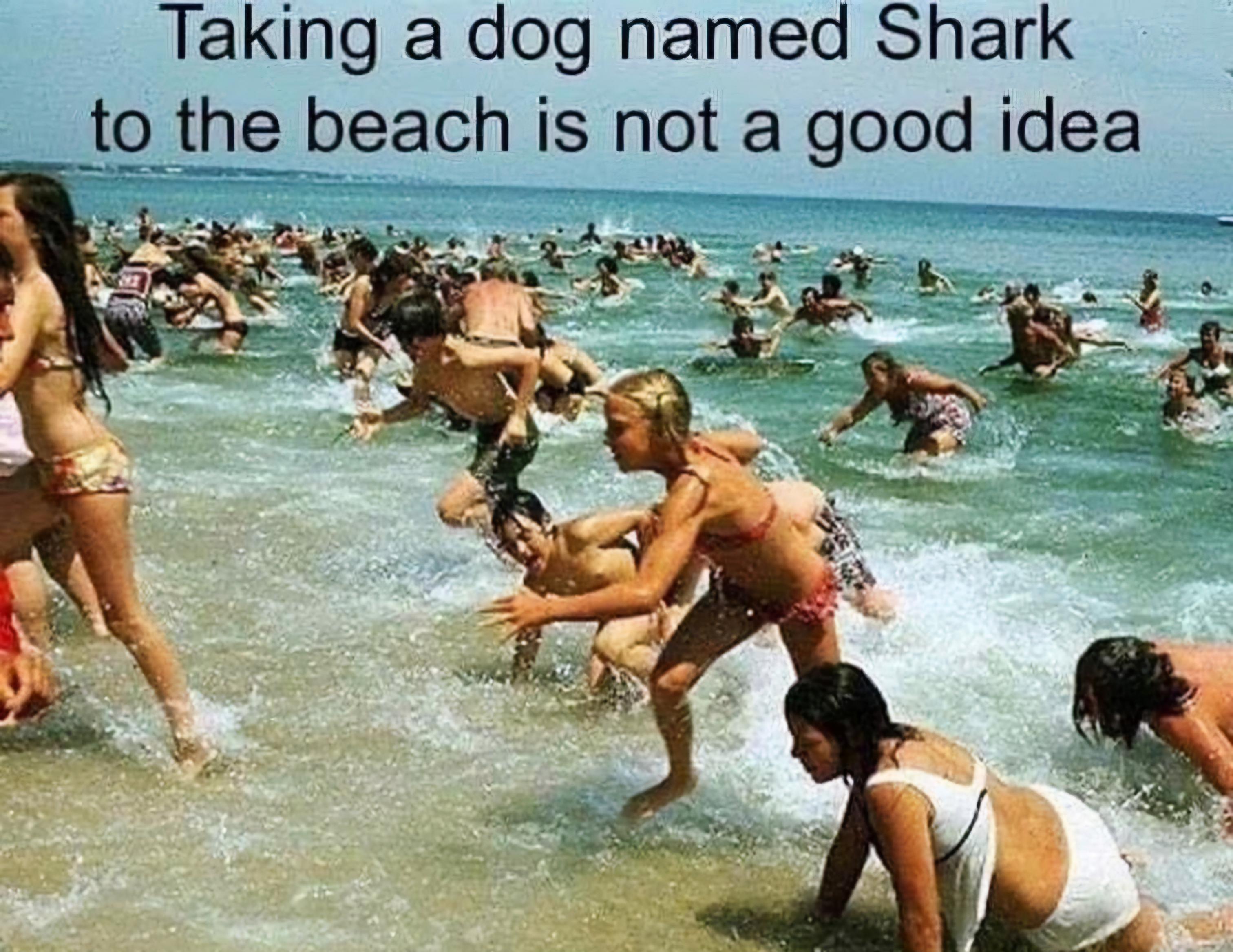 Name:  Dog_Shark.jpg
Views: 461
Size:  606.4 KB