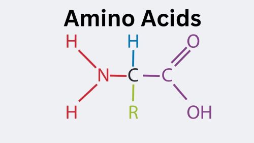 Name:  Amino_Acids.jpg
Views: 150
Size:  10.1 KB