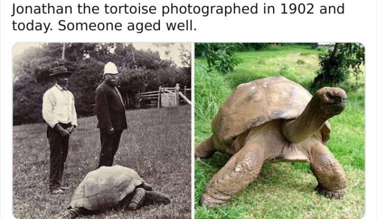 Name:  Tortoise.jpg
Views: 69
Size:  98.1 KB