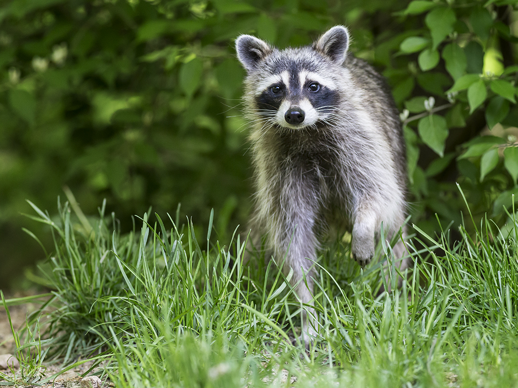 Name:  raccoon24.jpg
Views: 261
Size:  737.7 KB