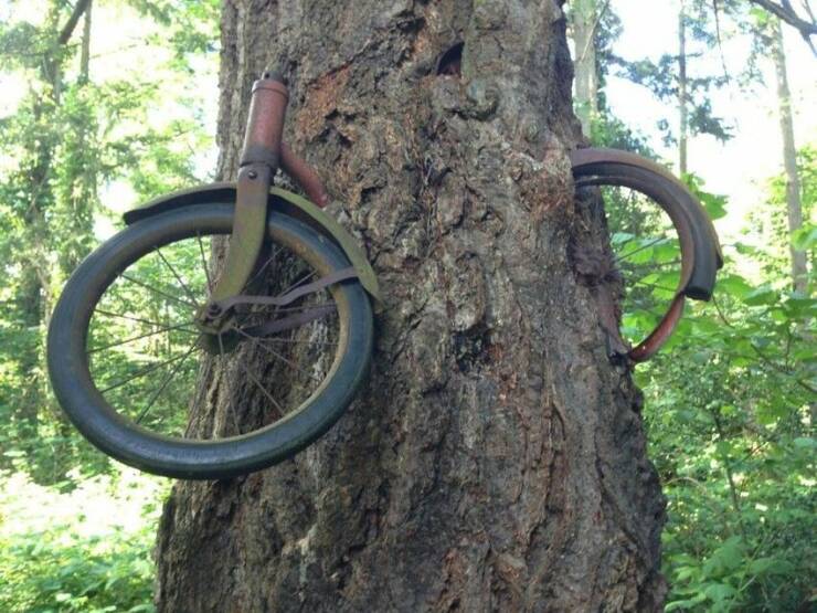 Name:  Bike in tree.jpg
Views: 431
Size:  78.5 KB