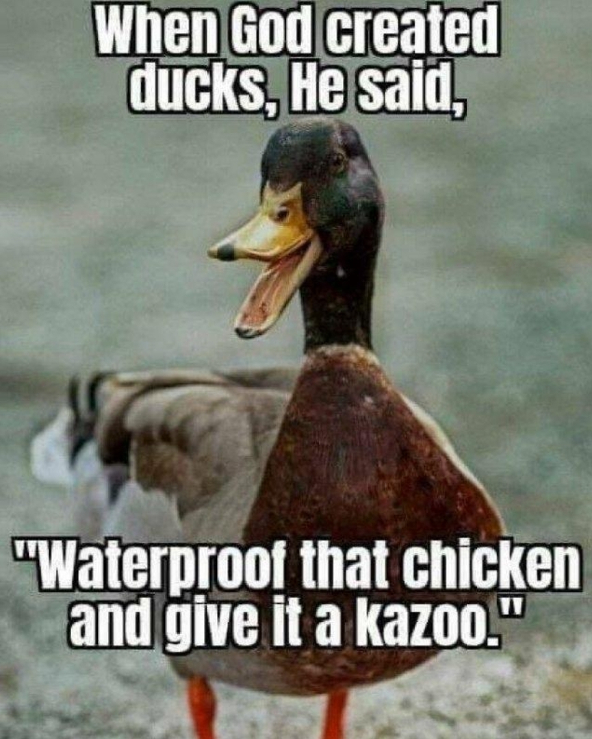 Name:  duck-kazoo.jpg
Views: 95
Size:  486.0 KB