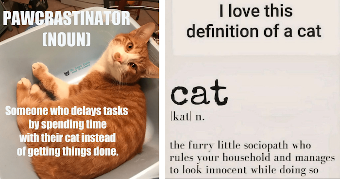 Name:  cat-the-furry-little-sociopath-who-rules-your-household-and-manages-to-look-innocent-while-doing.png
Views: 334
Size:  417.0 KB