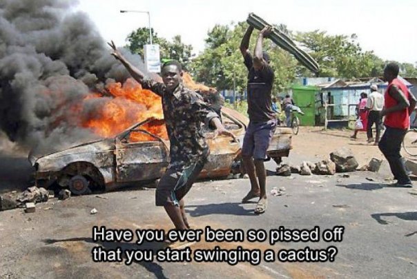 Name:  cactus.jpg
Views: 34324
Size:  69.0 KB