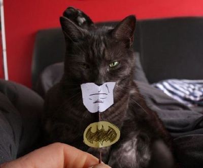 Name:  batcat.jpg
Views: 3334
Size:  16.1 KB